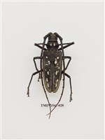 藏品(白條天牛)的圖片